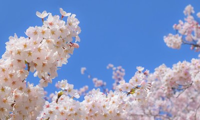 満開の桜と青空