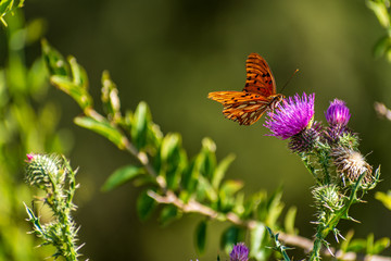  beautiful butterfly in the foreground on a flower