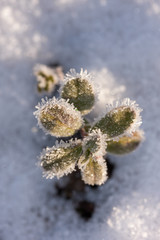 plant in hoarfrost after frost
