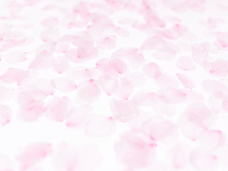 Cherry blossom petals_1747