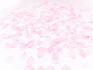 Cherry blossom petals_1752