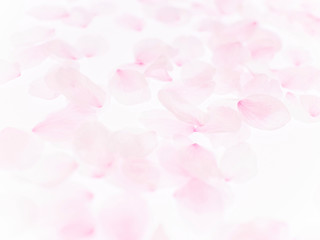 Cherry blossom petals_1754