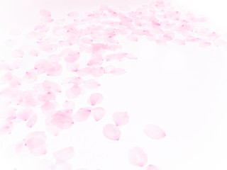 Cherry blossom petals_1757