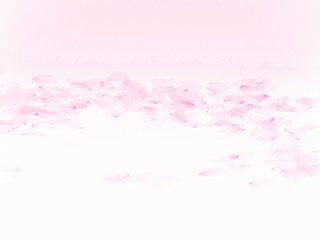 Cherry blossom petals_1765