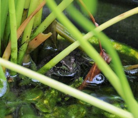 peeking frog