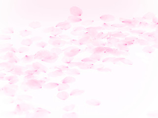 Cherry blossom petals_1768