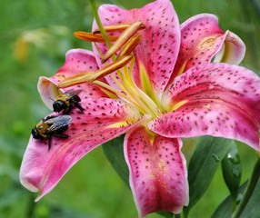 Obraz premium pink lily