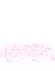 Cherry blossom petals_170