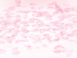Cherry blossom petals_177