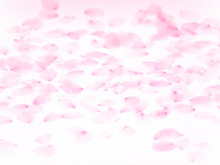 Cherry blossom petals_1773