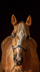 Palomino horse against black background, front view, with white blaze and ears pointed forward