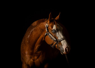 Portrait of chesnut color horse with white blaze on black background, front view