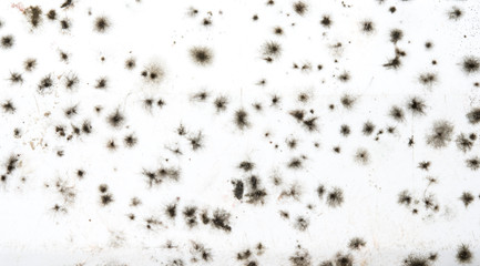 Mould and fungus on glass window