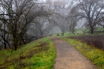 Fototapeta na wymiar Riparian Preserve of the University if Davis in California, USA, featuring a foggy morning