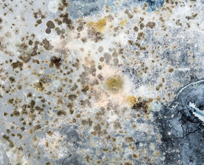 Mould and fungus on glass window