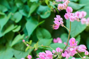 Obraz premium pink flowers of Coral Vine on green leaves background.