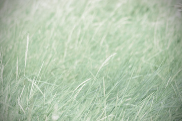 Abstract Light natural color background