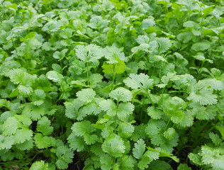 Coriander plants in the garden