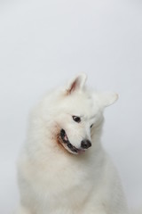 A cute white Samoyed dog makes all kinds of funny expressions on a white background
