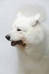A cute white Samoyed dog makes all kinds of funny expressions on a white background