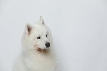 A cute white Samoyed dog makes all kinds of funny expressions on a white background