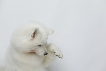 Obraz na płótnie Canvas A cute white Samoyed dog makes all kinds of funny expressions on a white background