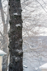 Tree trunk in snow storm