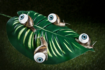 Snails - Eyes Project