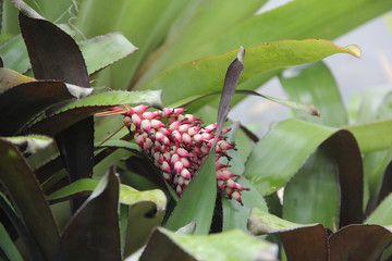 Obraz premium Alpinia zerumbet Zingiberaceae Alpinioideae