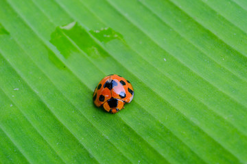 ladybug perching on banana leaf 