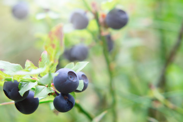 Ripe blueberries on a bush in the forest in the sunrays