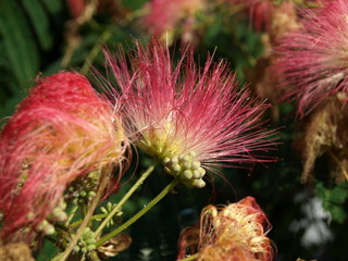 Albizia julibrissin Arbre à soie Silk Tree