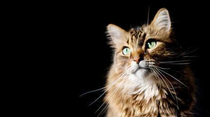 Maine coon cat on black background