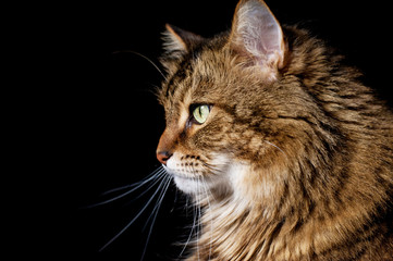 Maine coon cat on black background