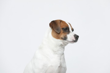 A greyish Jack Russell Terrier makes subtle expressions on a white background