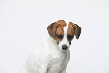A greyish Jack Russell Terrier makes subtle expressions on a white background