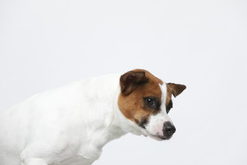 A greyish Jack Russell Terrier makes subtle expressions on a white background