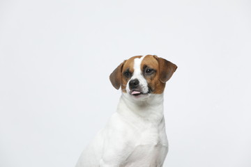A greyish Jack Russell Terrier makes subtle expressions on a white background