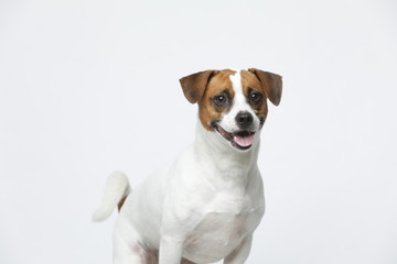 A greyish Jack Russell Terrier makes subtle expressions on a white background