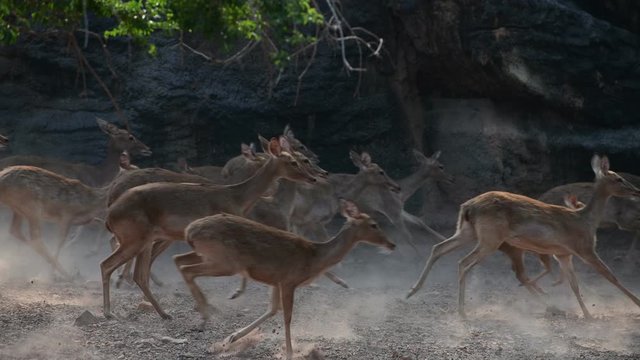 The panic of the deer that ran fast