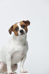 A greyish Jack Russell Terrier makes subtle expressions on a white background