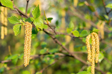 Birch catkins in spring park close-up, allergies to pollen of spring flowering plants concept