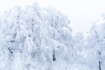 森吉阿仁スキー場　樹氷