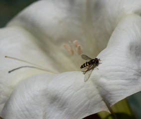 Datura and flower fly