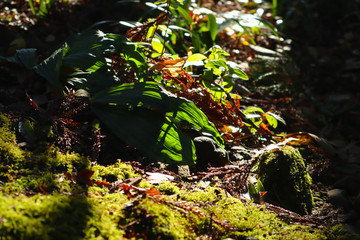 木漏れ日がさす森