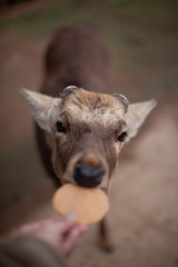 Fototapeta premium 奈良公園の鹿と鹿煎餅