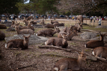 奈良公園の鹿