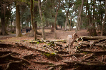 奈良公園の鹿