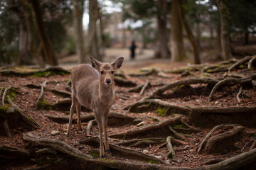 奈良公園の鹿