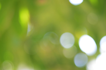 Sunny abstract green nature background, selective focus